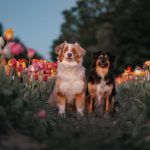 Ace&Cookie Tulpen - 01
