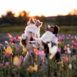 Gipsy&Cookie Tulpen - 01