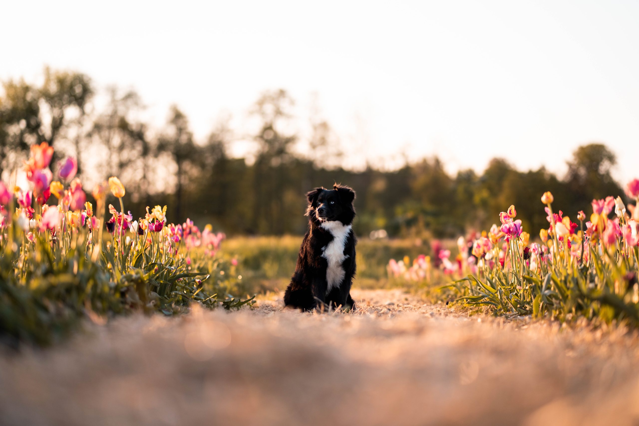 Nori Tulpen - 02