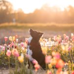 Nori Tulpen - 11